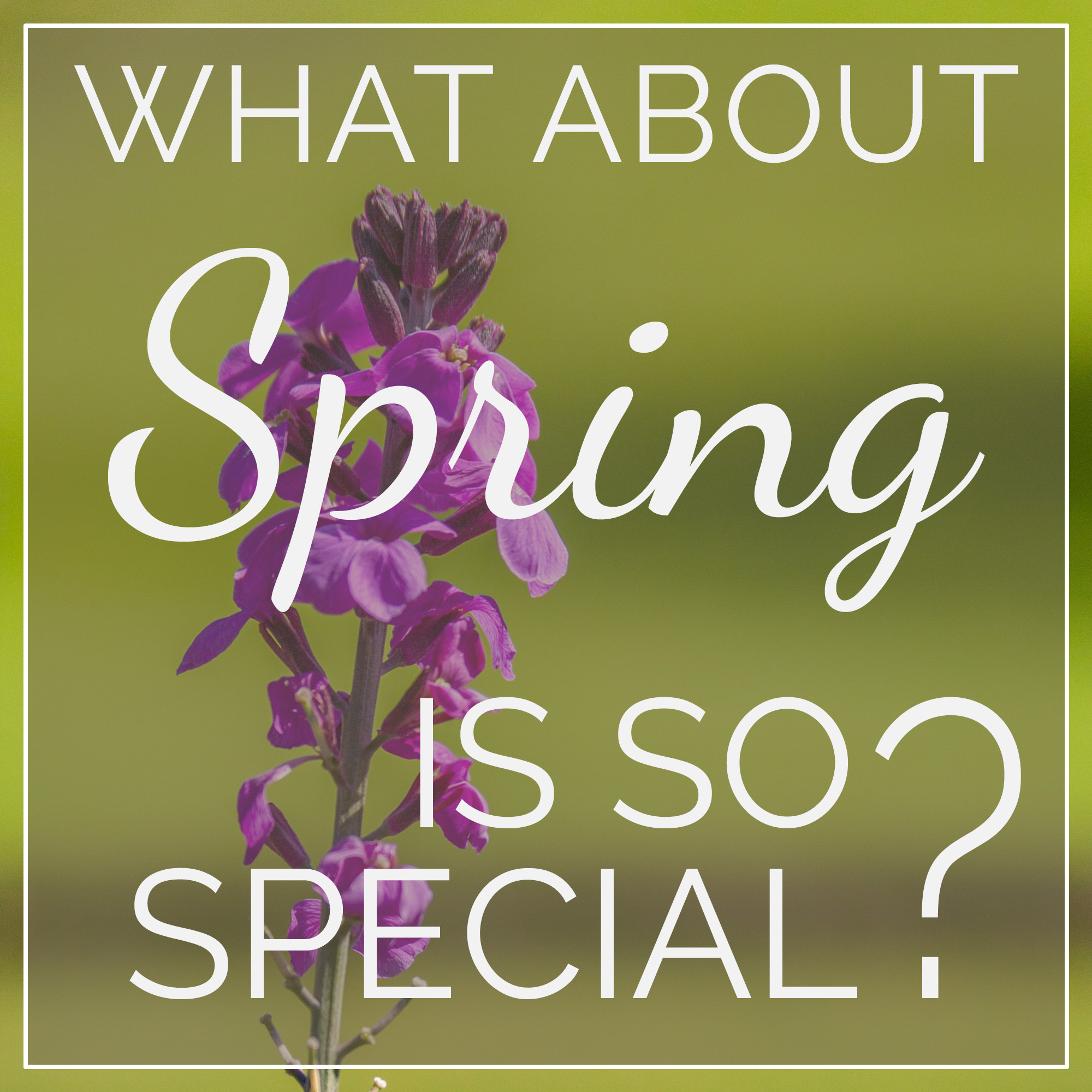 Purple flower on green background