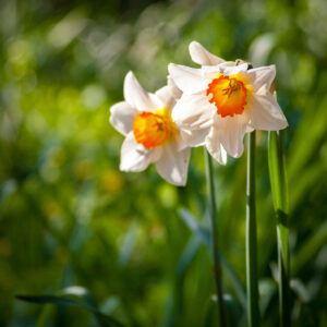 Two white daffodils in tall green grass