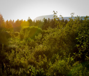 Sun over mountains and trees