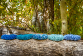 Five blue Scrub-Bee's on a log