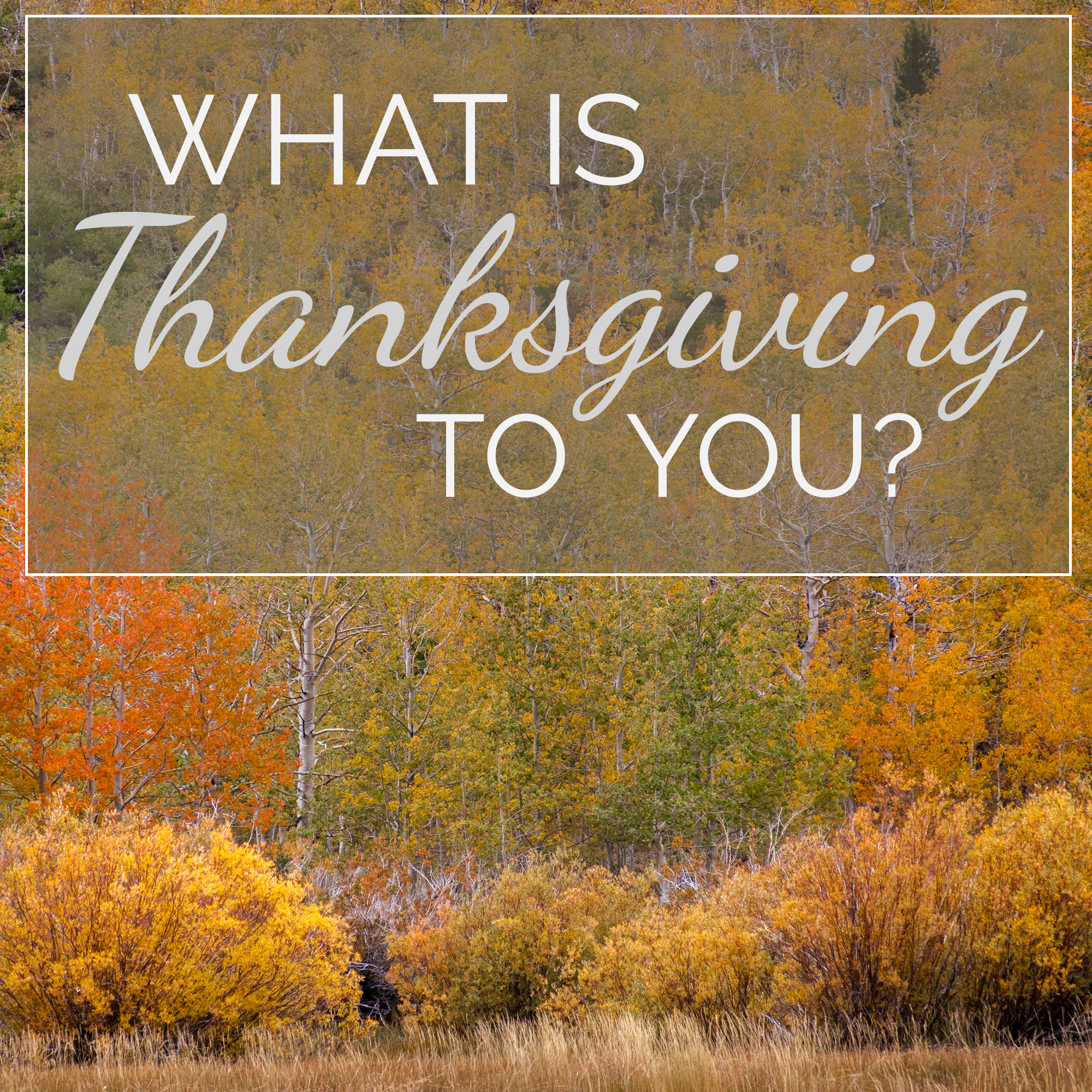 What is Thanksgiving to You?